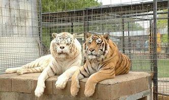 国产白虎一区,探寻东方武侠的传奇魅力